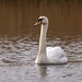 Mute swan Mute swan