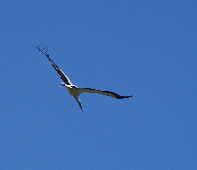 cigogne blanche