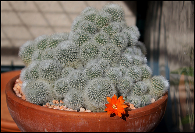 Rebutia muscula (1)