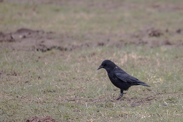 20150304 7084VRTw [D~SHG] Krähe, Weser, Rinteln