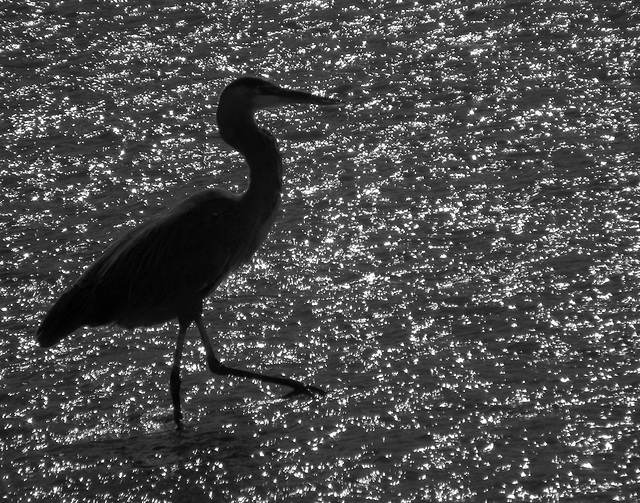 marcher sur la lumière / walk on light