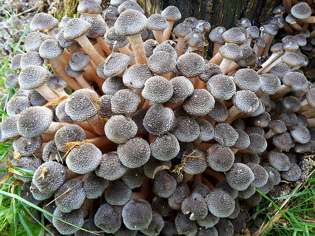 Honey fungus