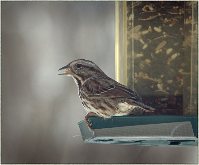 Another shot of that song sparrow