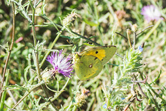 Clouded Yellow - DSA 0595