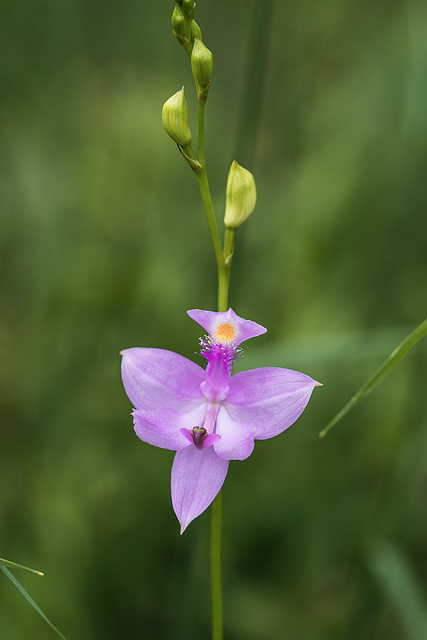 Calopogon tuberosus (Common Grass-pink orchid)