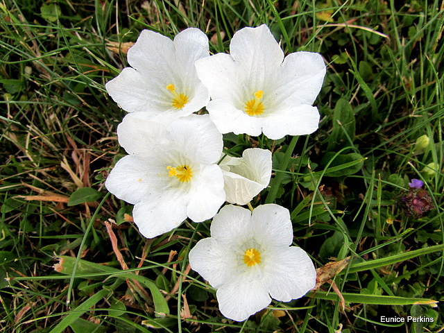 On Our Lawn.