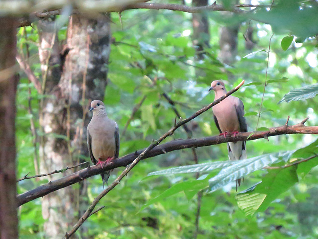 Mourning doves