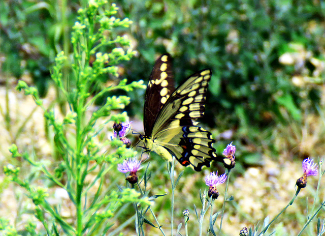 Giant Swallowtail