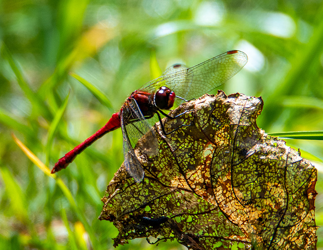 Ruddy darter