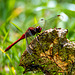 Ruddy darter