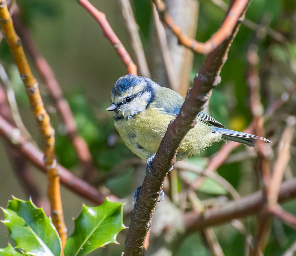 Blue tit3