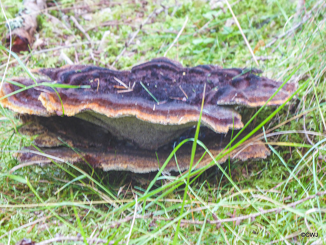 Dyer's Polypore