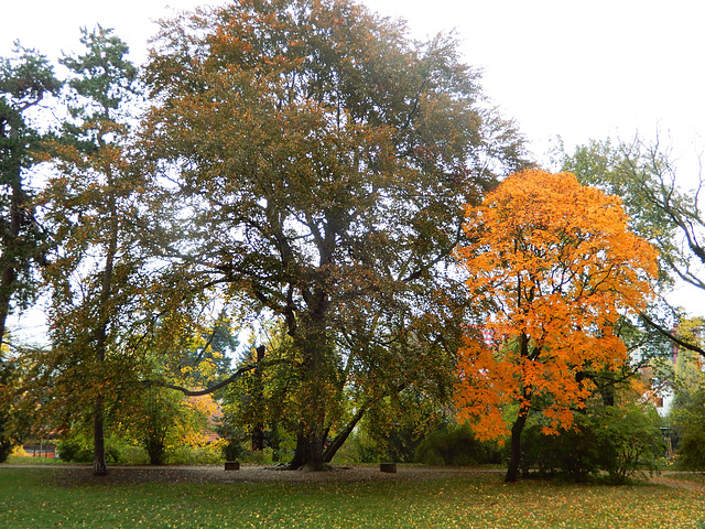 Beutlerpark in Dresden (10)