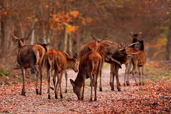 Les couleurs de l'Automne