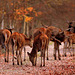 Les couleurs de l'Automne