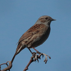 EOS 90D Peter Harriman 12 43 32 58081 dunnock dpp