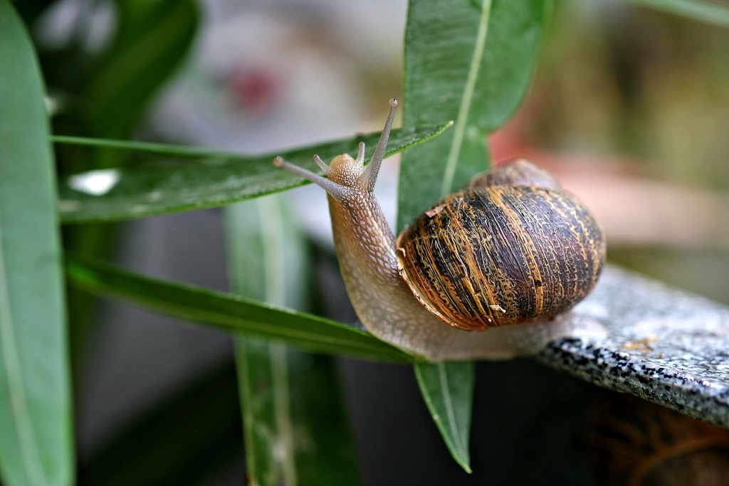 Gefleckte Weinbergschnecke