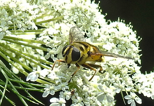 20210727 2061CPw [D~LIP] Totenkopf-Schwebfliege (Myathropa florea), Möhre (Daucus carota), Bad Salzuflen