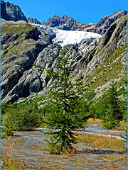 Vallouise : Pré de madame Carle -  Park National des Ecrins : le Glacier Blanc