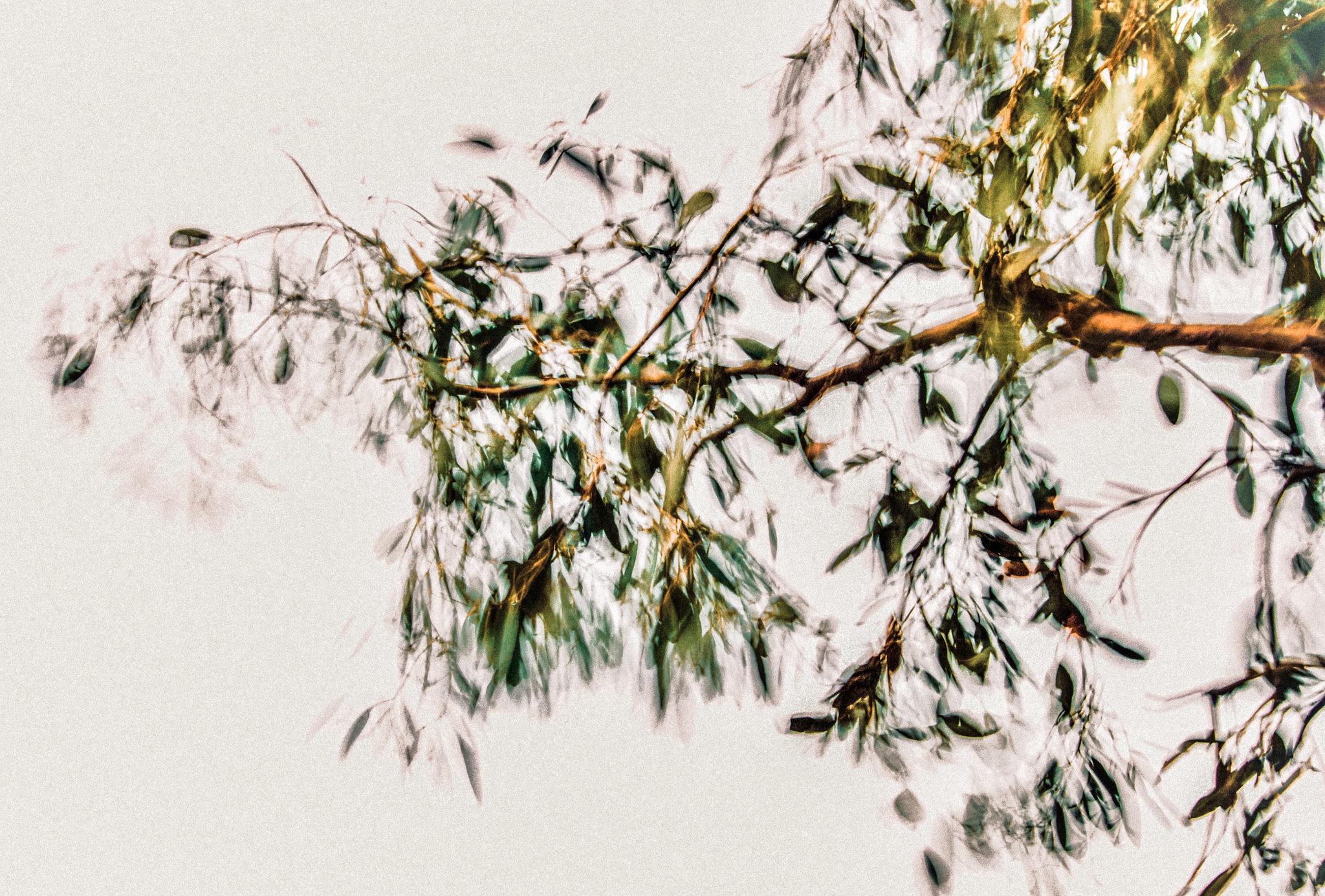 Catch the Wind