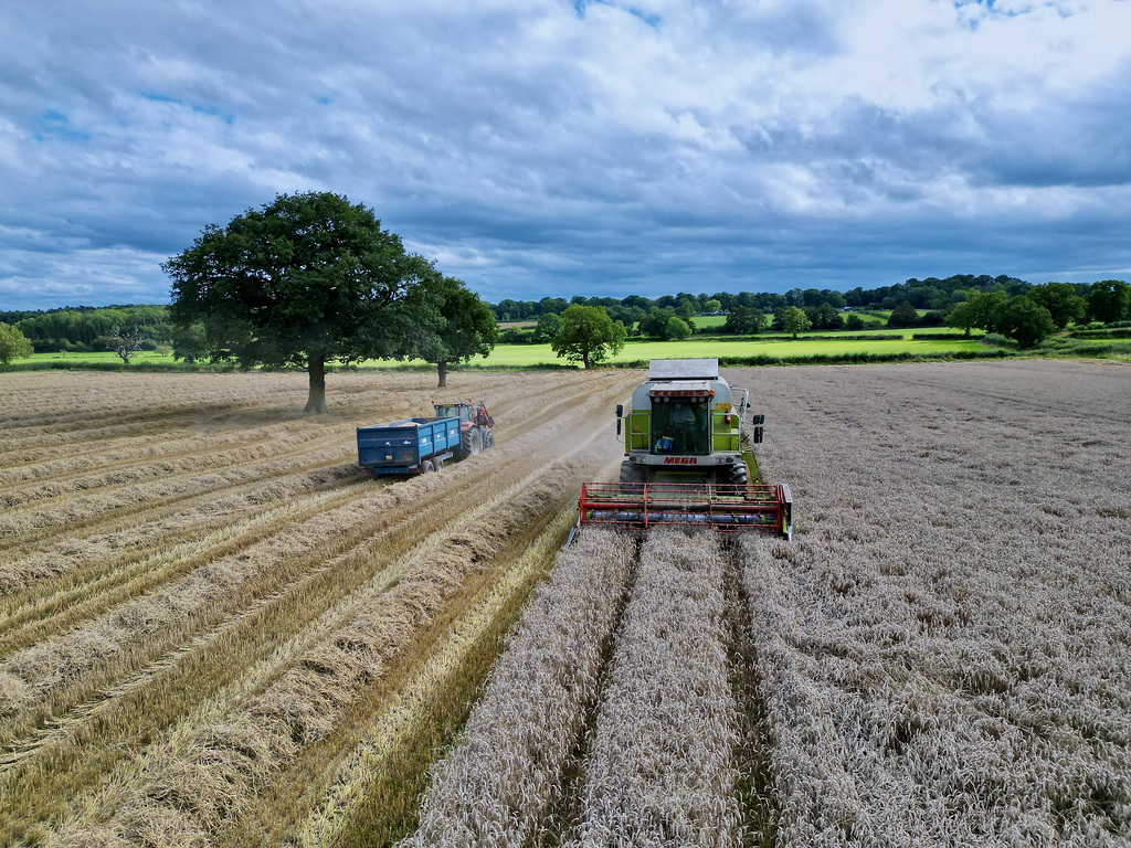 Harvest time