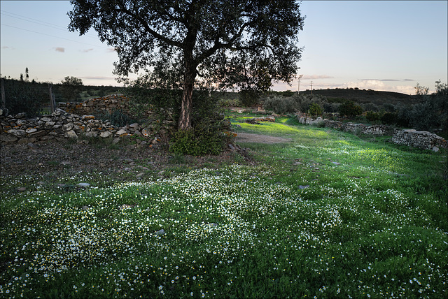 Penedos, Flower season starts, taken just after sunset