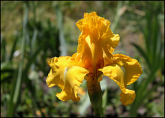 Iris Pirates Quest