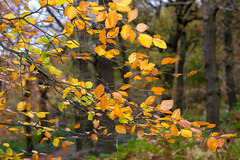 Shire Hill Wood - leaves in motion