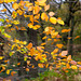 Shire Hill Wood - leaves in motion