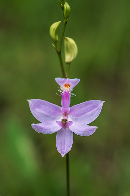 Calopogon tuberosus (Common Grass-pink orchid)