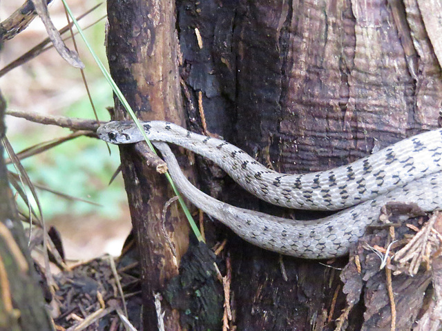 Gray ratsnake