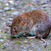 Short tailed vole