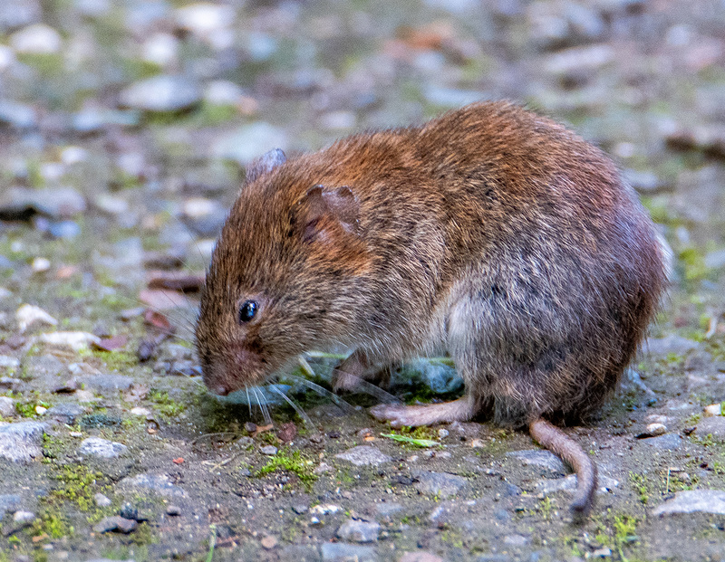 Short tailed vole