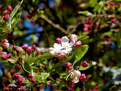 au coeur du printemps