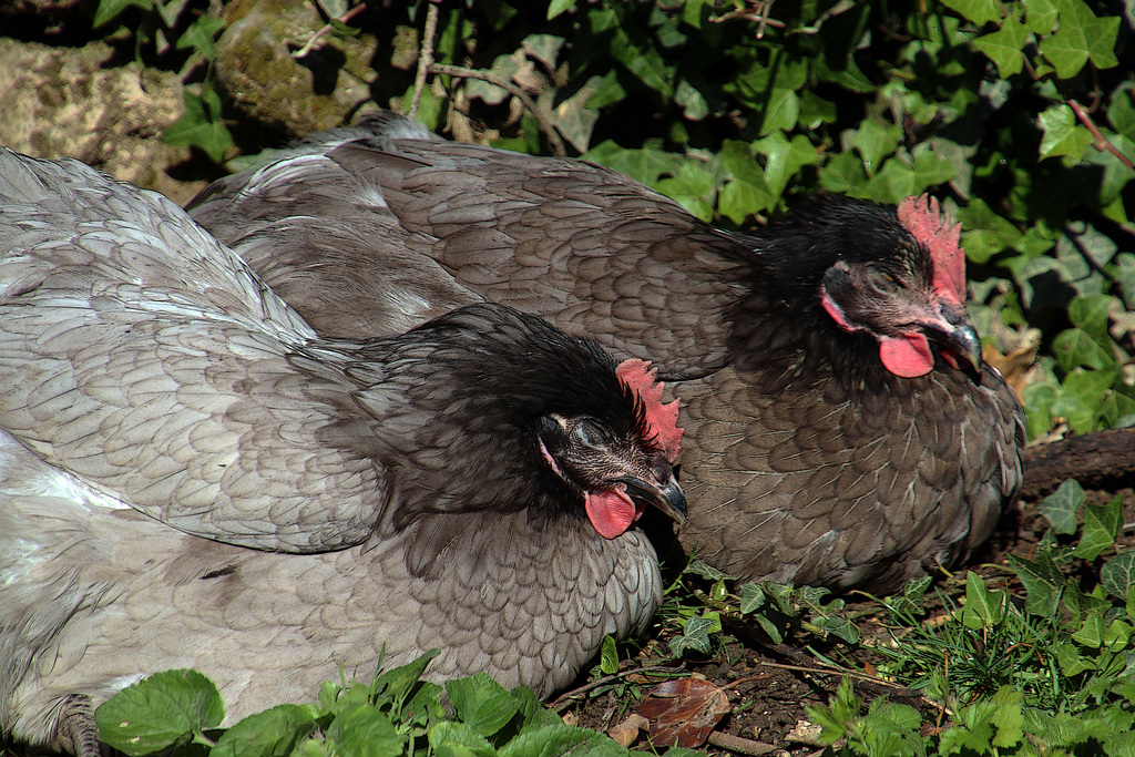 Mes nouvelles pensionnaires agissent comme des poules de luxe , pas un seul coco ça déforme la silhouette , et farniente au soleil à longueur de journée . Je vais sévir ! .