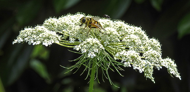 20210727 2062CPw [D~LIP] Totenkopf-Schwebfliege (Myathropa florea), Möhre (Daucus carota), Bad Salzuflen
