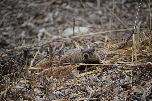 Woodchuck On a Path