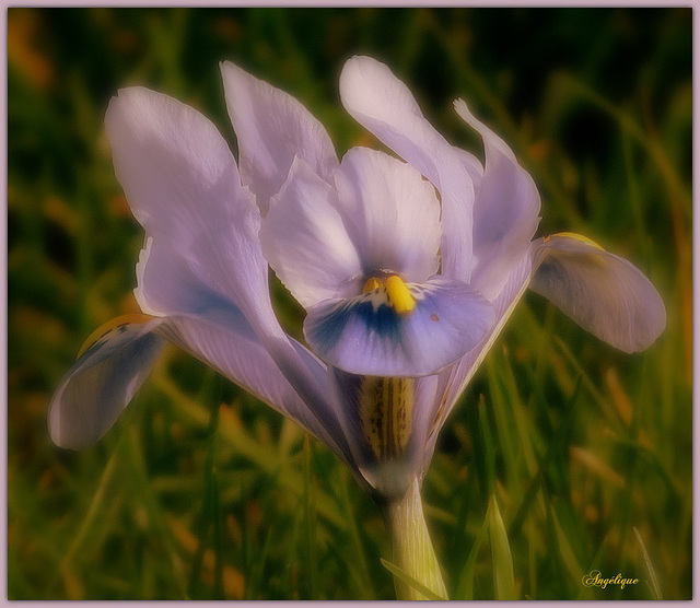 Iris ............Bonne semaine mes ami(e)s❤️