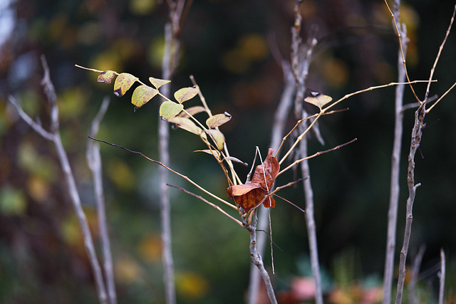 Autum leaves...