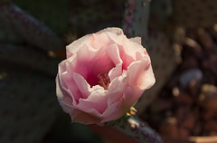 Opuntia flower at Virgil's