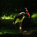 parc des oiseaux - Villars les Dombes