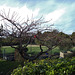 rosellas in the cherry tree