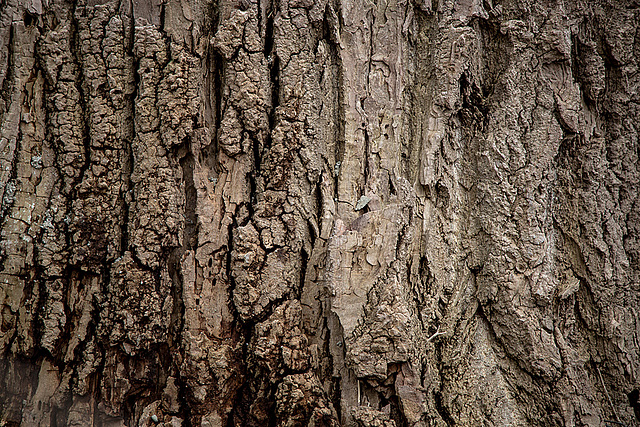 20150304 7085VRTw [D~SHG] Pappel (Populus), Rinde, Weser, Rinteln