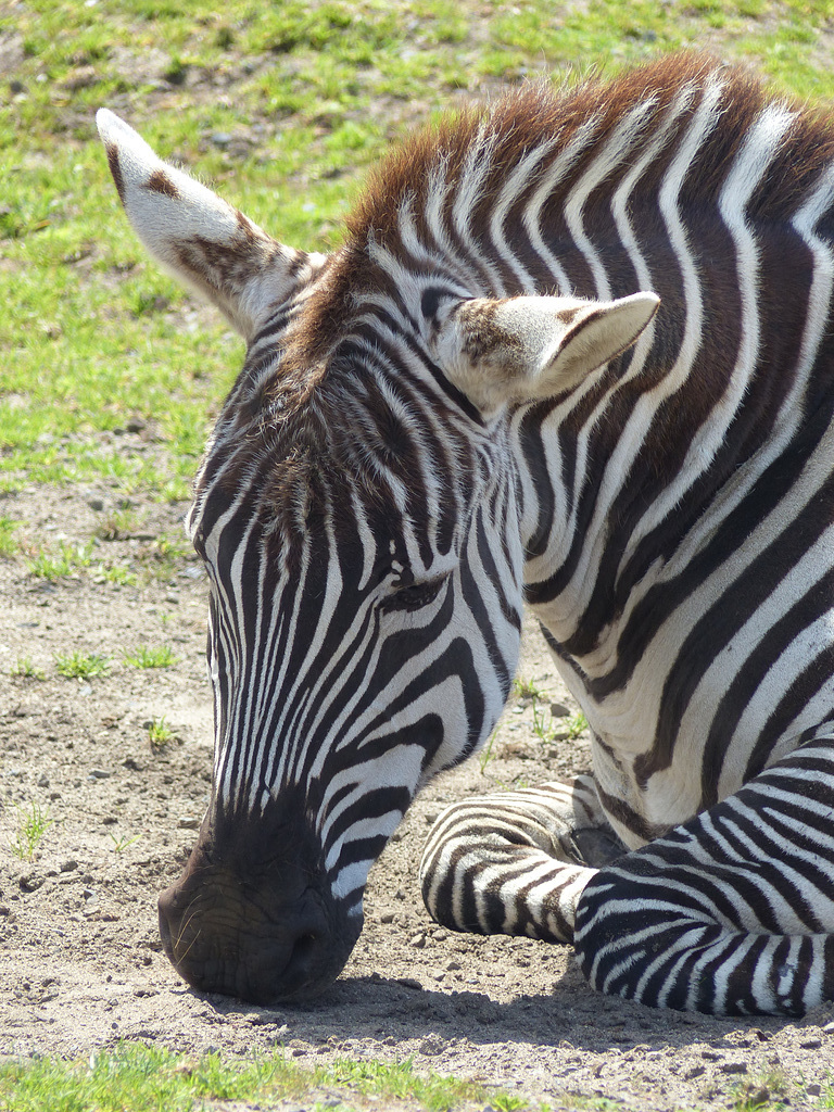 San Francisco Zoo (4) - 19 April 2016