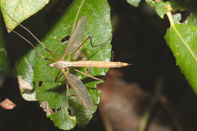 IMG 9145cranefly