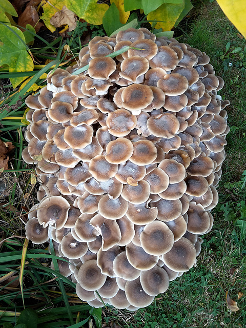 Honey fungus