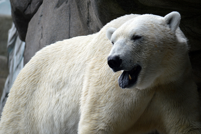 Gut, dass der Eisbär nicht raus konnte