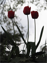 Contre-jour pour trois tulipes