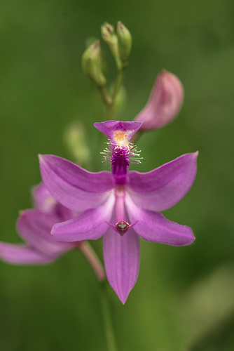 Calopogon tuberosus (Common Grass-pink orchid)