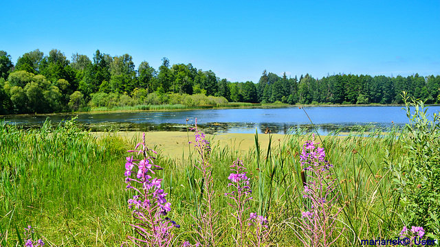 Topiło Lake